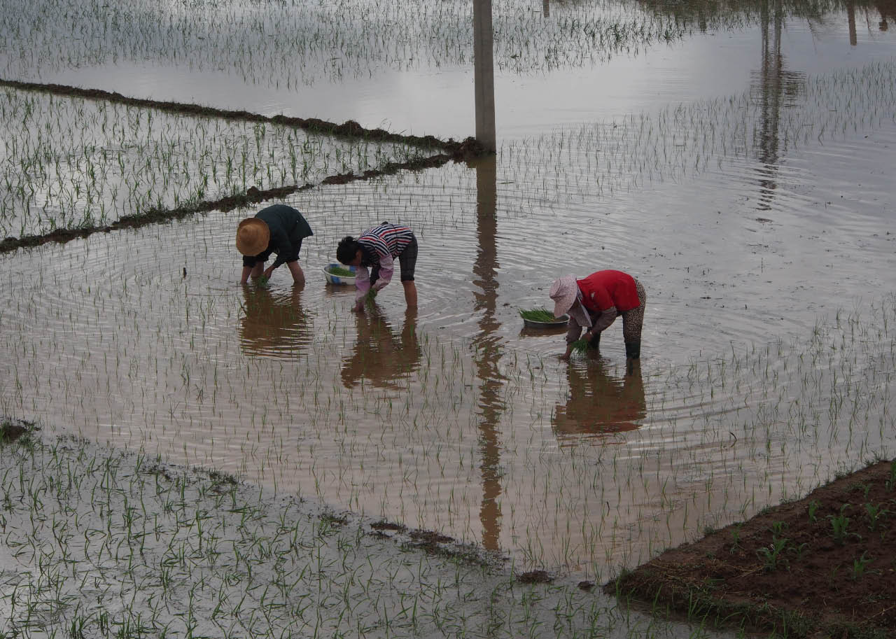 rizieres de chine 