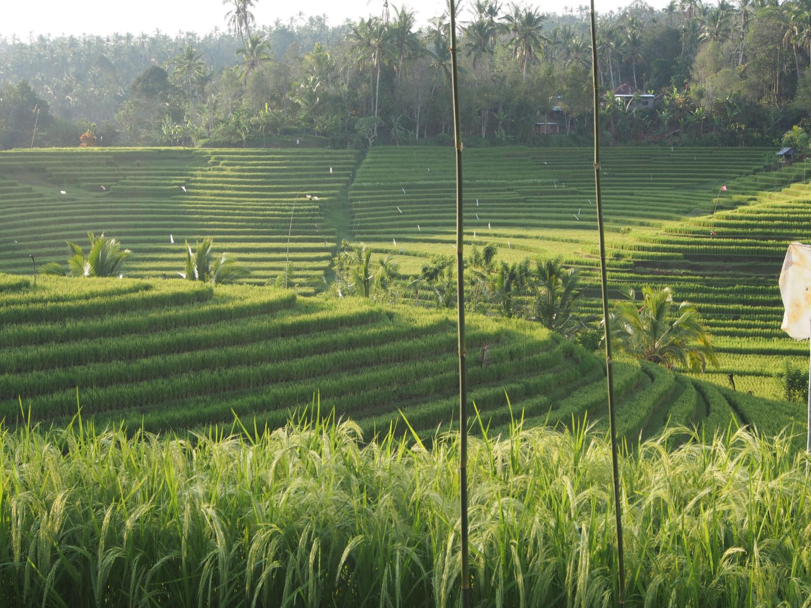 rkzières de Bali 1