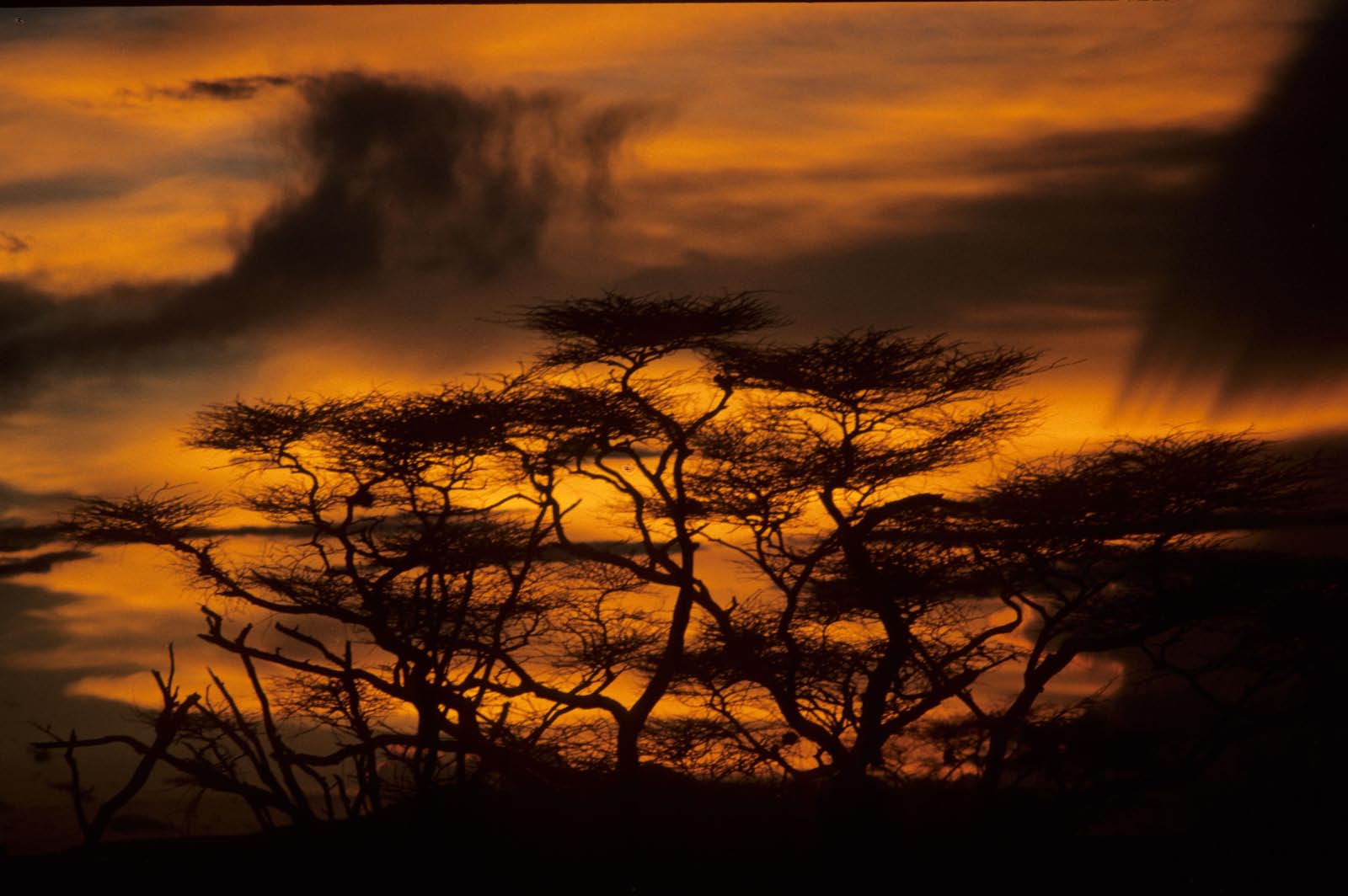 savane africaine 