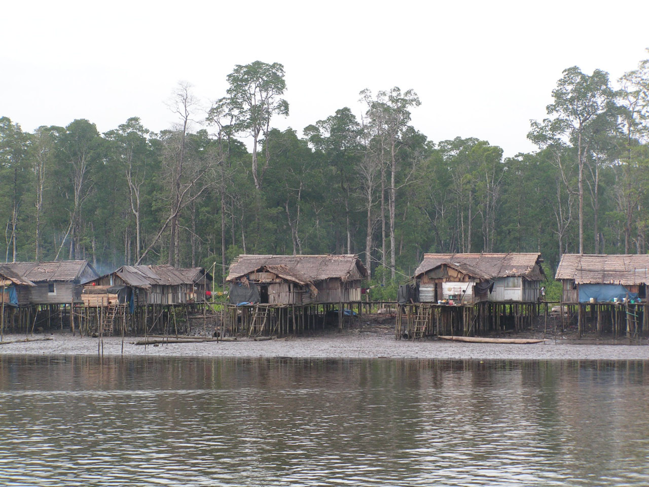 habitat des Papou "Kamoro" en zone maraicageuse