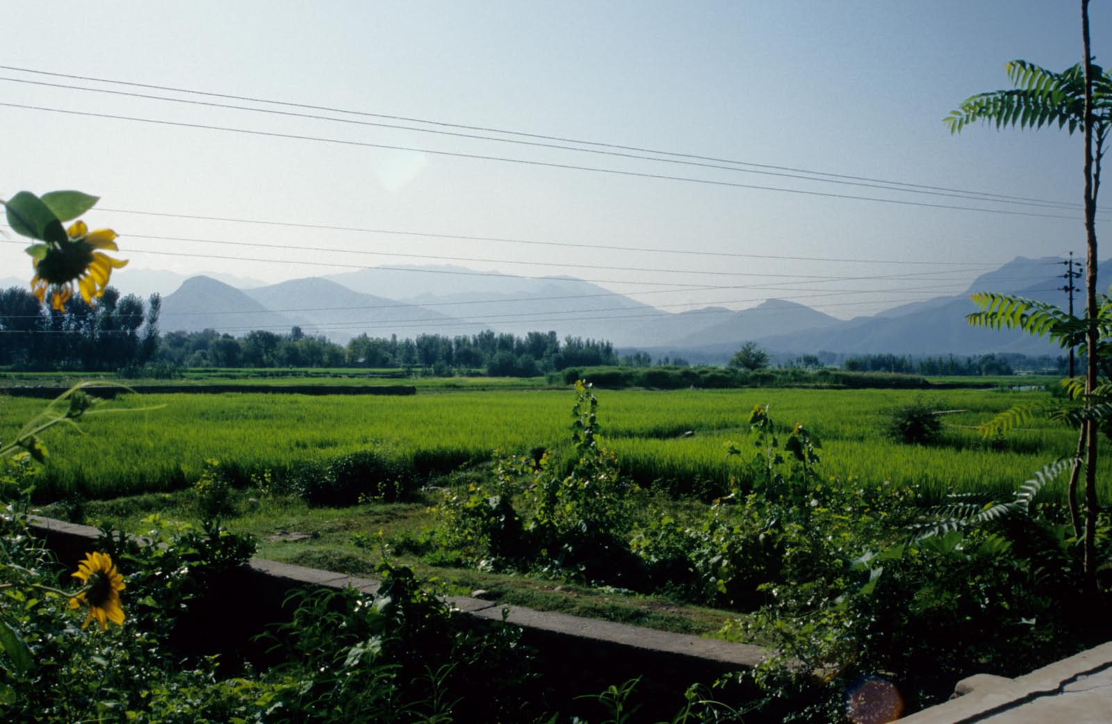 Pakistan: plaine de l'Indus