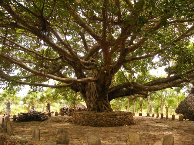 arbre de site sacré